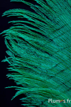 Autruche barbules - 8-15 cm - émeraude